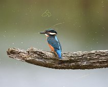 DSC_2924 Kingfisher shaking it's head to clear away strands of string algae