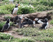 Puffin Dispute It’s unusual to see such sociable birds fighting. Taken on a visit to Skomer island.