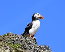 Puffin 11 Look out Puffin on a warm summers day.