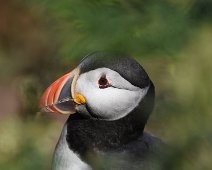 Puffin 13 Puffin hiding in dense bracken on Skomer island. No filters used.