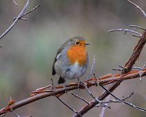 Robin 1 Robin on a branch