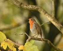 Robin 3 Morning shout out