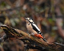 Greater Spotted Woodpecker 1 GS Woodpecker on a log