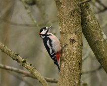 Greater Spotted Woodpecker 2 GS Woodpecker on a tree