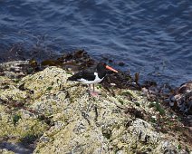 Oystercatcher 1 Oystercatcher looking for food on rocks at Strumble Head.