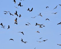 RedKite 1 Red kites waiting for feeding time. Sometimes it's good to zoom out and see the bigger picture.