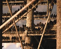 Starling 1 Starlings roost under Aberystwyth pier in the evening sun.