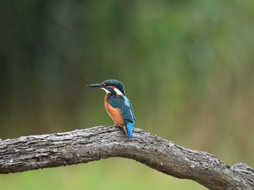 Kingfisher