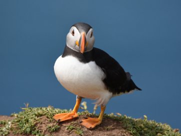 Puffins