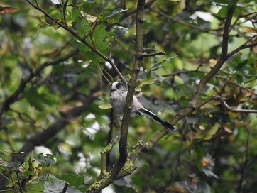 Tits Blue | Cole | Great | Long Tail