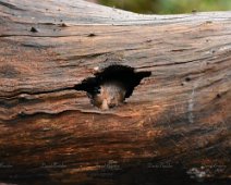 Red Squirrel 2 Squirrel playing eye spy insode a log.