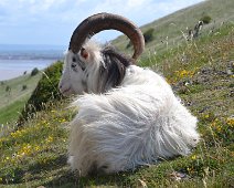 Wild Goat 1 Wild goat on Brean Downs watching the sea.