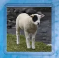 Patch Lamb 1