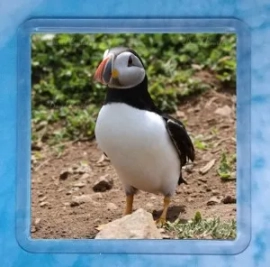 Puffin 8