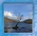 The Lone Tree