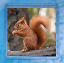 Red Squirrel 6