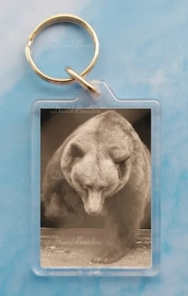 Brown Bear 1