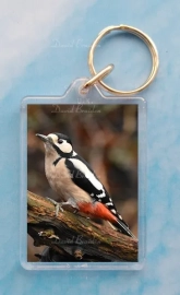GS Woodpecker 1