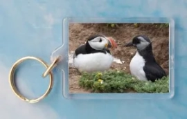 Puffling 4