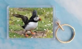 Puffin 3