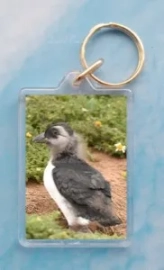 Puffling 1
