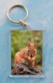 Red Squirrel 4