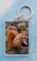 Red Squirrels