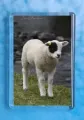 Patch Lamb