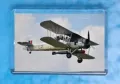 Swordfish