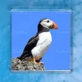 Puffin 11