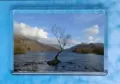 The Lone Tree