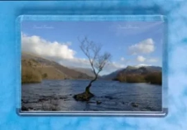 The Lone Tree