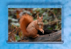 Red Squirrel 7