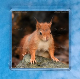 Red Squirrel 9