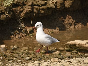 Birds Puffins | Robins | Tits | Others